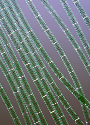 生物顯微照片經典重溫