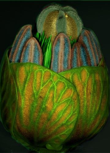 生物顯微照片經典重溫