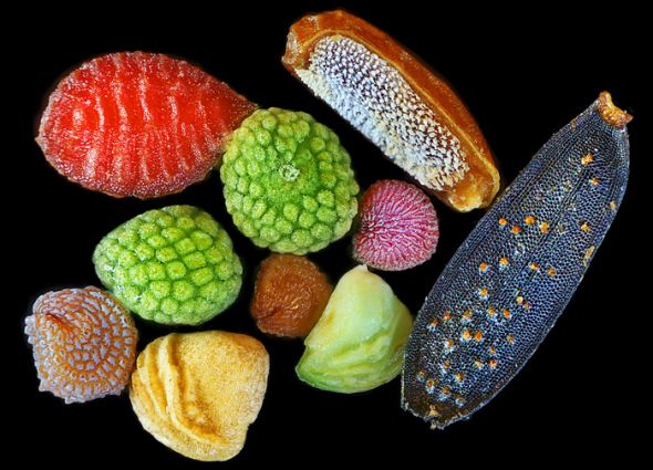 生物顯微照片經典重溫