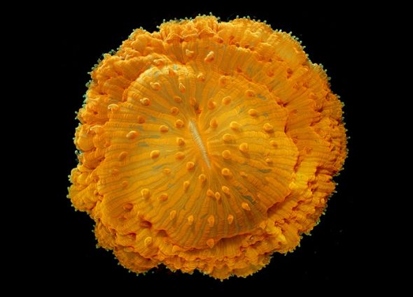 生物顯微照片經典重溫