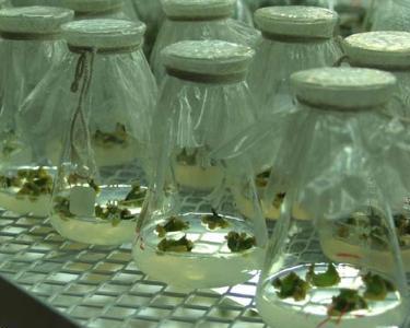 植物組織培養
