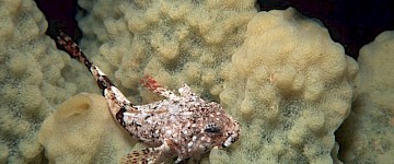 揭秘南極魚類的生存秘密