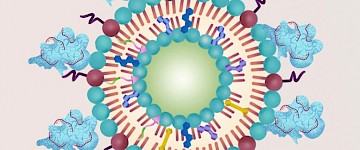 CRISPR/Cas9基因編輯提高超聲癌癥治療的有效性
