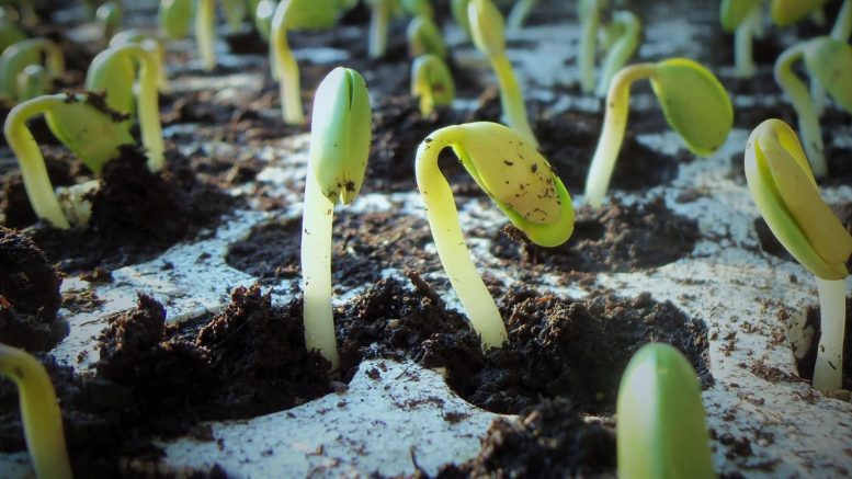 Antabactin 幫助幼苗發芽