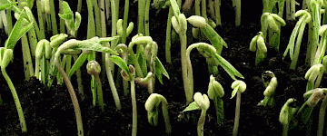 讓休眠期的種子發芽——這一發現可能有助于增加食物供應