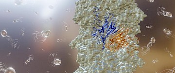生物學家研究地球上最小的螺旋槳——被地球上最快的生物之一使用