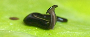 在歐洲和非洲發現的外來掠食性雙髻蠕蟲物種