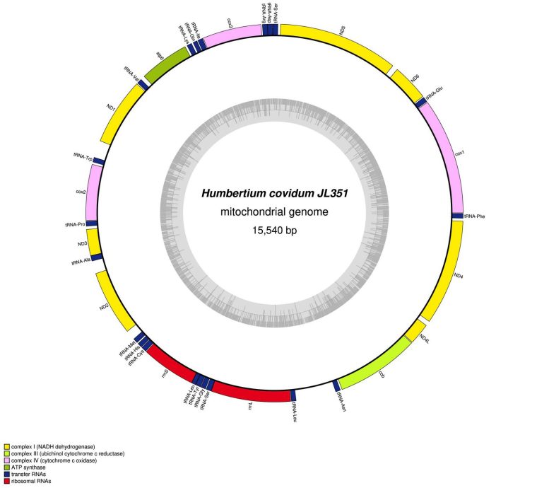 絲裂基因組 Humbertium covidum JL351