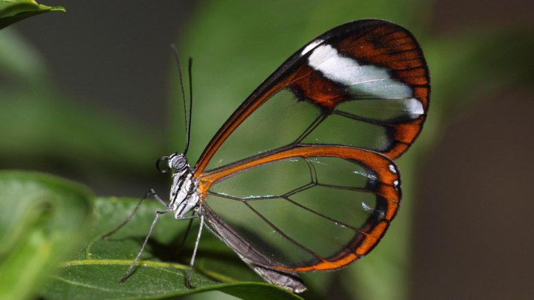 葉上的 Glasswing 蝴蝶