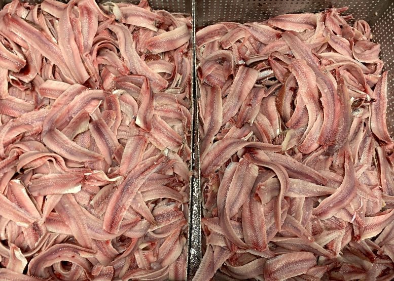 整條鯡魚的食物