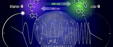 最新發現：生物鐘可通過撥動開關重置