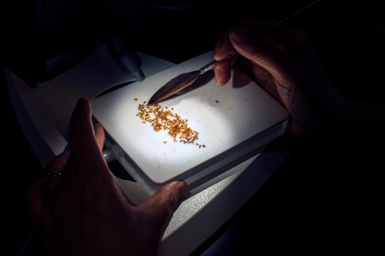 果蠅垃圾 DNA 片段