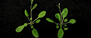 提高農業產量和抵抗氣候變化影響的新型CRISPR/Cas9植物遺傳學技術