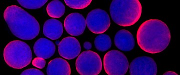 科學家警告：迫切需要改進哺乳動物細胞生物醫學研究的報告