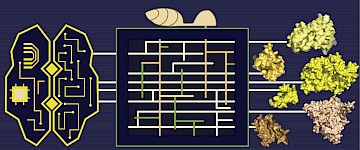 病原體進化：新的結構預測模型繪制了500種以前未解決的蛋白質