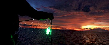 雙贏：LED照明網可顯著減少野生動物的誤捕，同時提高捕魚效率