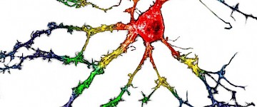 科學家發現一種沒有致幻副作用的鎮靜藥