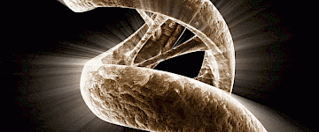 表觀遺傳學之謎：基因不僅僅是 DNA