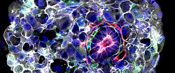 解開人類發展的奧秘：確定發育中的人類胚胎的關鍵分子事件
